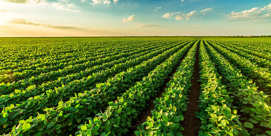 Plantação de soja mostrando o resultado de uma plantação que utilizada nutrição foliar.