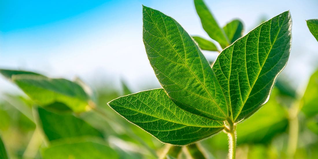 Uma planta de soja de alta qualidade, ilustrando os bons resultados obtidos com o uso de fertilizante para soja.