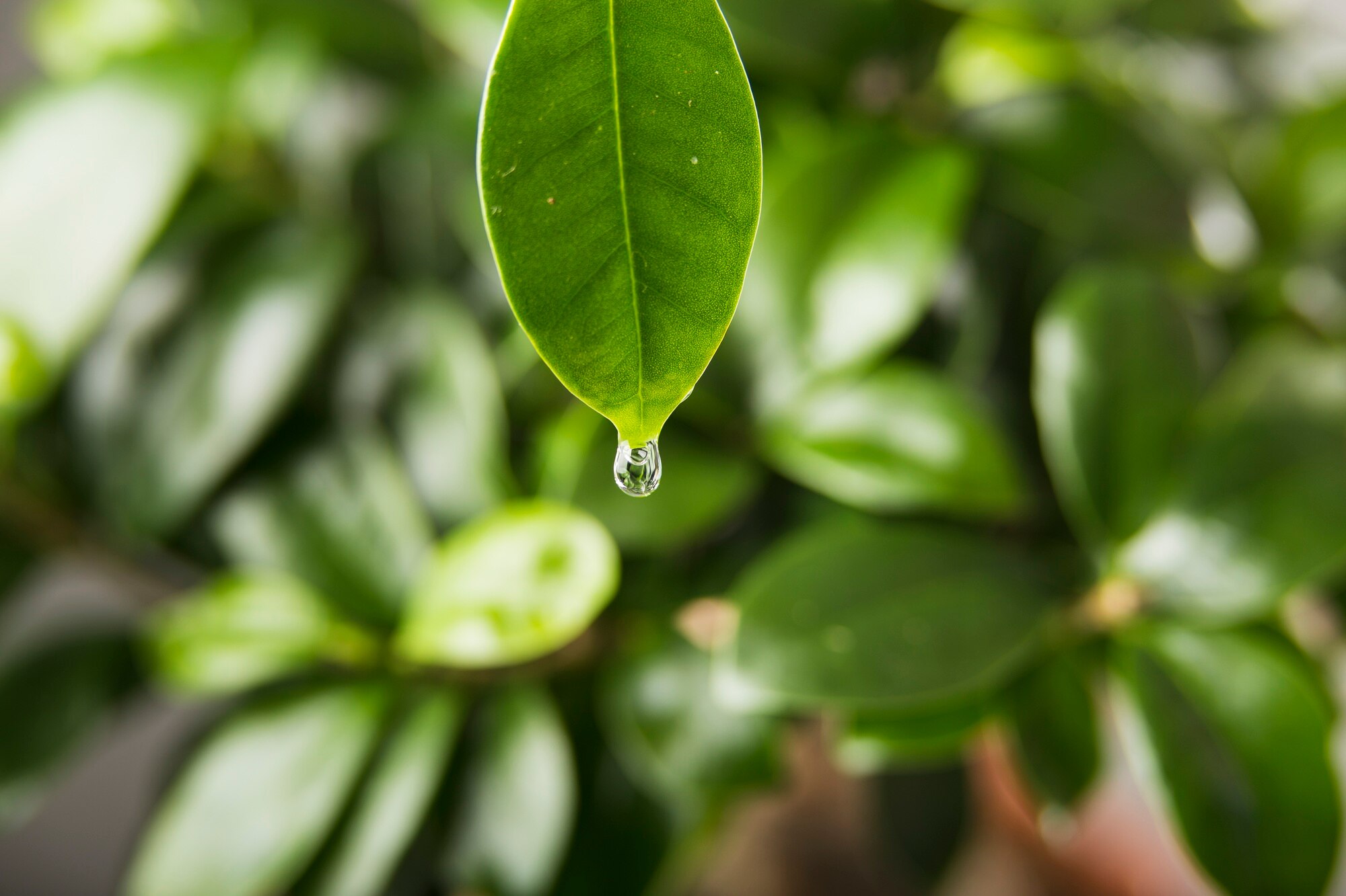 Nutrição Foliar: Como Melhorar a Eficiência Nutricional das Plantas