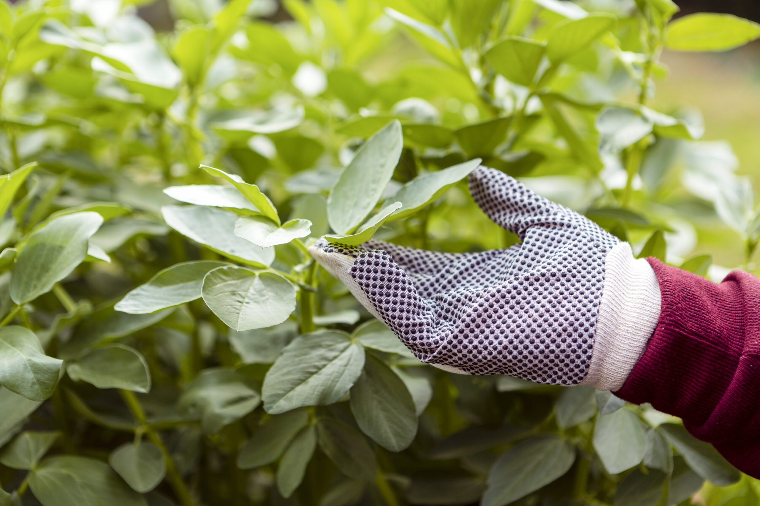 Fertilizante foliar líquido: como usar para obter os melhores resultados