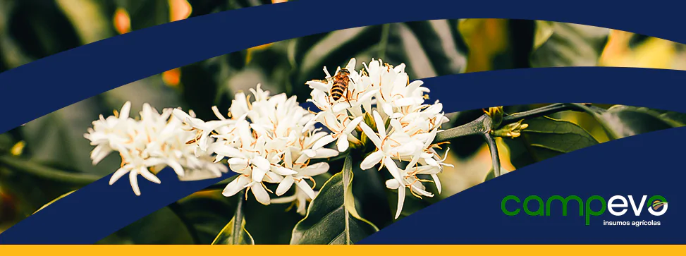 Adubação na primavera: Guia para culturas de milho, soja e feijão